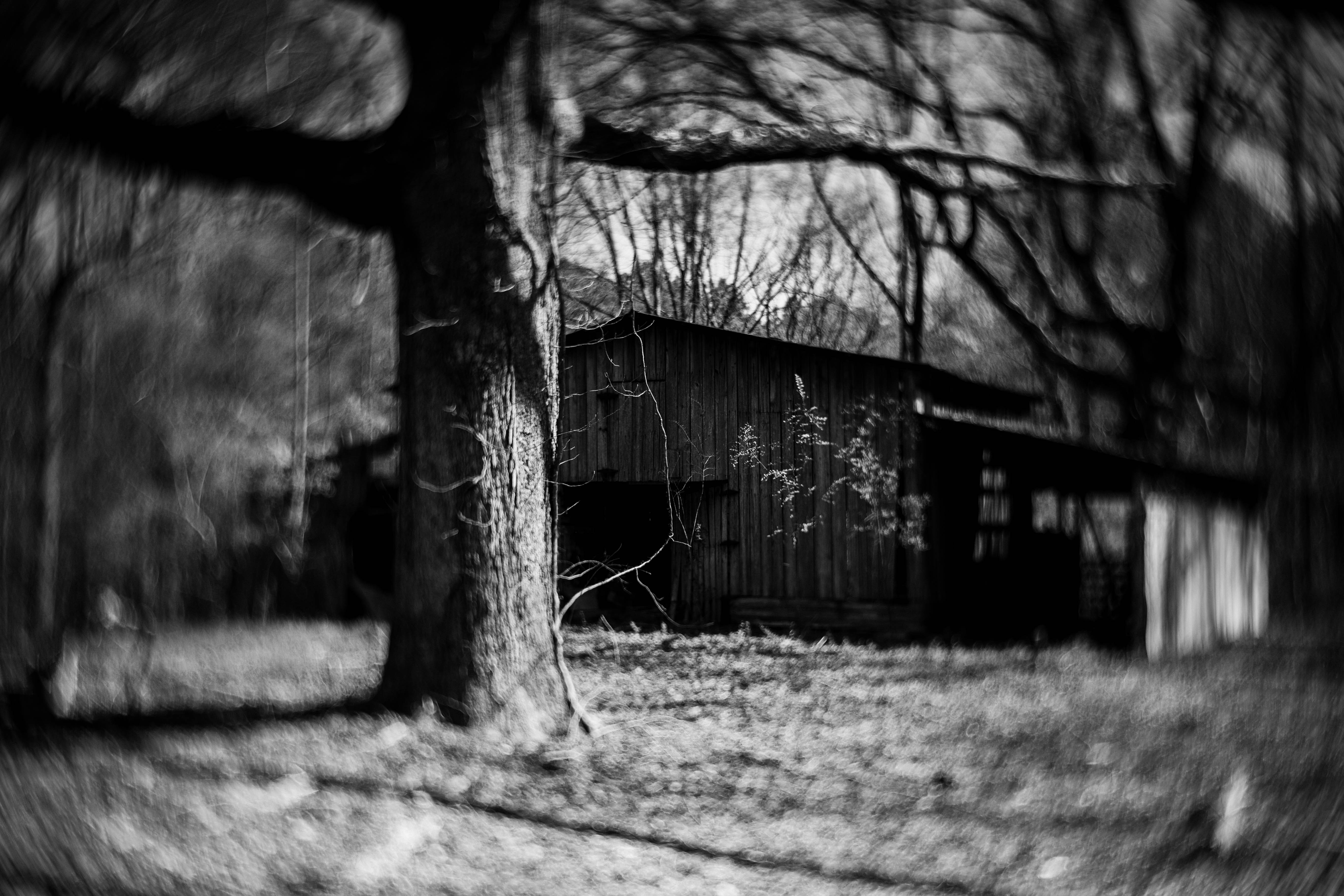 A wider image of the barn and oak tree